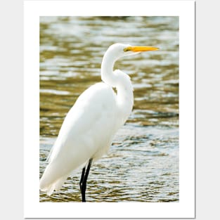 Egret in a Stream Photograph Posters and Art